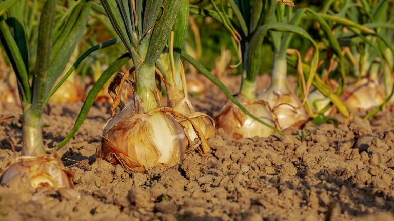 Qu’est-ce que le paillage de potager ?