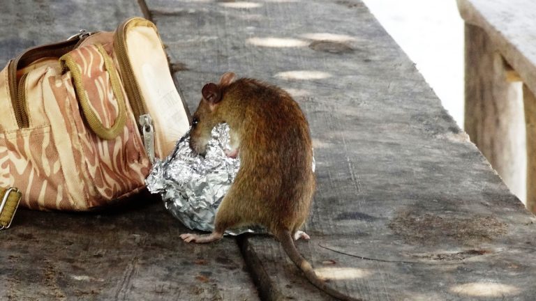 Dératisation : comment se débarrasser des rats et des souris dans votre maison