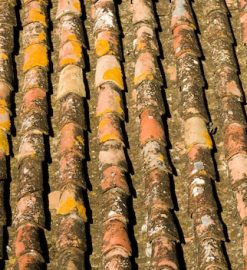 Démoussage de toiture dans le Tarn : préservez la longévité de votre couverture