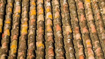 Démoussage de toiture dans le Tarn : préservez la longévité de votre couverture