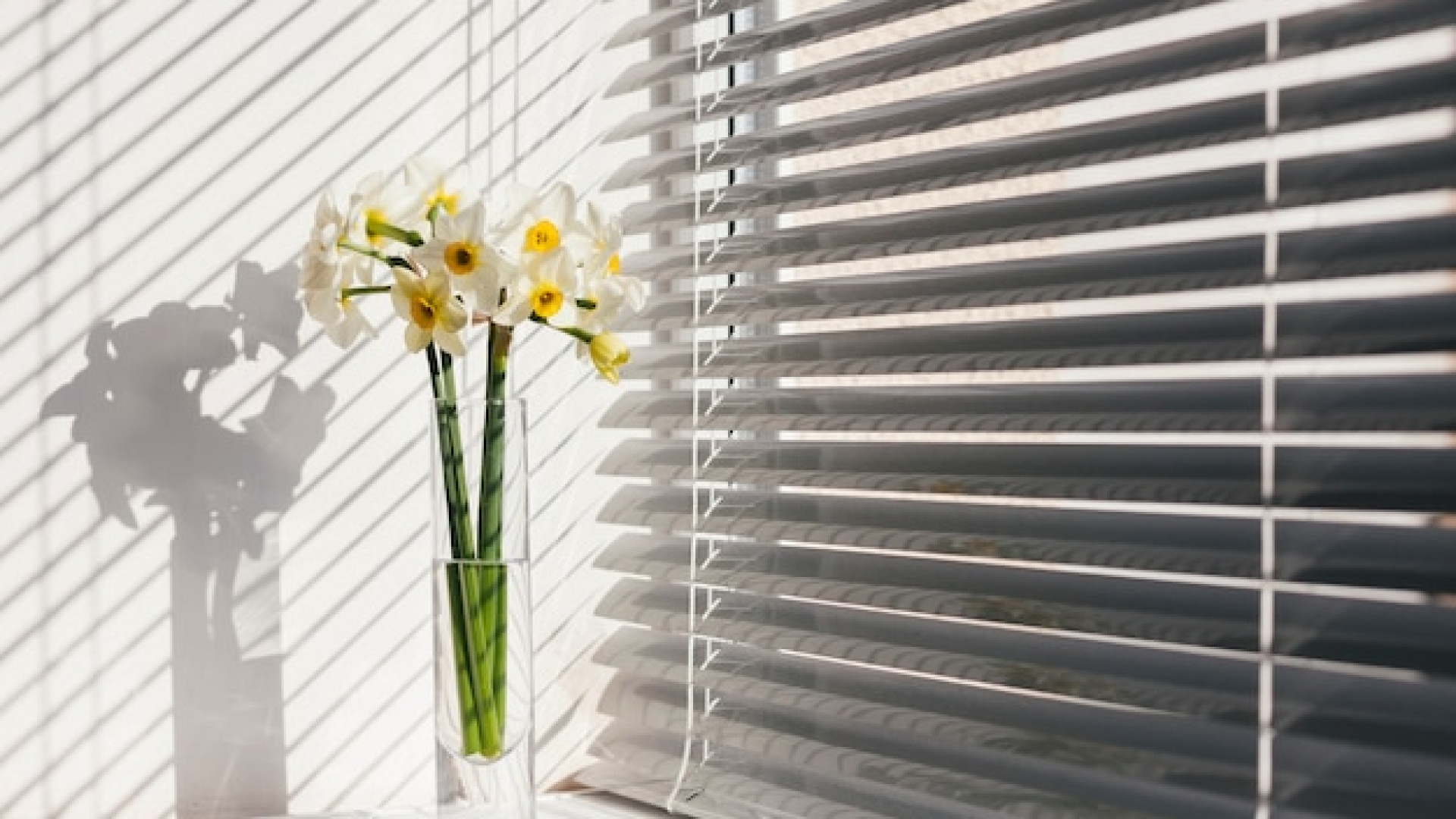 Le store enrouleur, un indispensable de la décoration intérieure