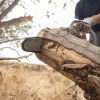 Comment choisir un professionnel de l’élagage ?