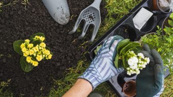 Jardinage à domicile : embellir son extérieur sans effort